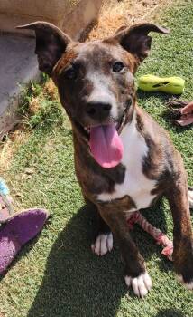 Harper -  Mixed Breed Dog for Adoption in Mesa, Arizona - Harper | PetCurious