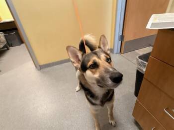 SONNY -  German Shepherd Dog and Siberian Husky Dog for Adoption in Tustin, California - SONNY | PetCurious