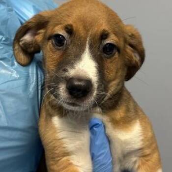 Mauve -  Mixed Breed Dog for Adoption in Canal Winchester, Ohio - Mauve | PetCurious