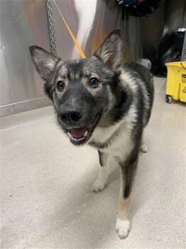 Husky and Australian Shepherd Dogs Available for Adoption - BANDIT | PetCurious