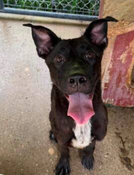 Lucy -  Labrador Retriever Dog for Adoption in Louisville, Illinois - Lucy | PetCurious