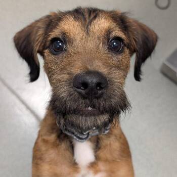 Terrier Dogs Available for Adoption in New Castle, Delaware - Marty McFly | PetCurious