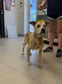 Labrador Retriever Dogs Available for Adoption in Sorrento, Louisiana - Cashmere | PetCurious