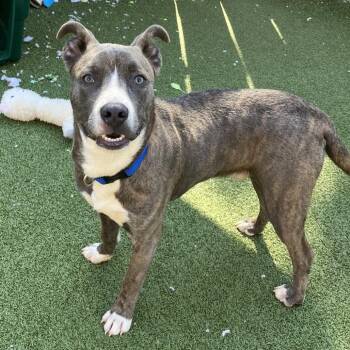Charmer -  Pit Bull Terrier and Mixed Breed Dog for Adoption in Binghamton, New York - Charmer | PetCurious