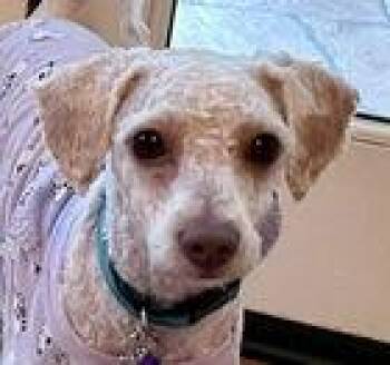 Standard Poodle Dogs Available for Adoption - Aimee D6063 (was Ayla) | PetCurious