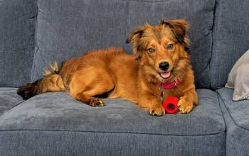 Copper LA -  Nova Scotia Duck Tolling Retriever Dog for Adoption in Baltimore, Maryland - Copper LA | PetCurious