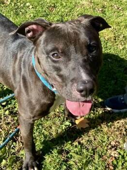 Tobey -  Pit Bull Terrier and Black Labrador Retriever Dog for Adoption in Yonkers, New York - Tobey | PetCurious