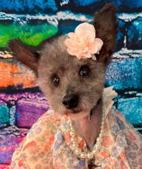 Haley Grace -  Yorkshire Terrier Dog for Adoption in Fairmont, West Virginia - Haley Grace | PetCurious