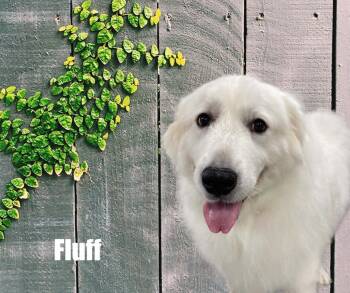 Fluff -  Great Pyrenees Dog for Adoption in Marshville, North Carolina - Fluff | PetCurious