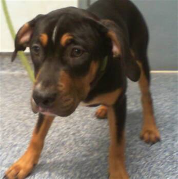 Rottweiler and Mixed Breed Dogs Available for Adoption in Charlotte, North Carolina - KATIE | PetCurious