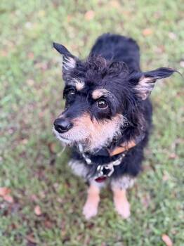 Terrier Dogs Available for Adoption in Richmond, Texas - Karina | PetCurious