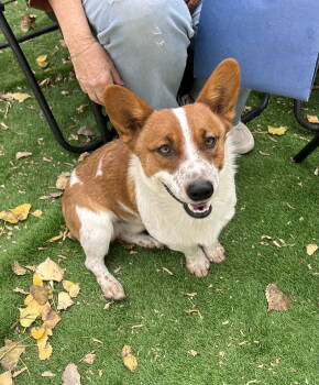 Rescue Corgi and Cattle Dog Dogs for Adoption in Denver, Colorado - Taz | PetCurious