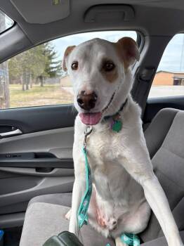 Great Pyrenees Dogs Available for Adoption in New London, Wisconsin - Batman | PetCurious