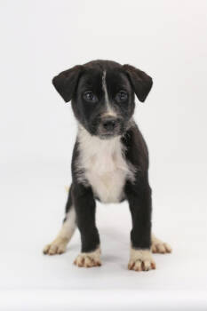 Rescue Anatolian Shepherd and Mixed Breed Dogs for Adoption in Morton Grove, Illinois - Luna | PetCurious