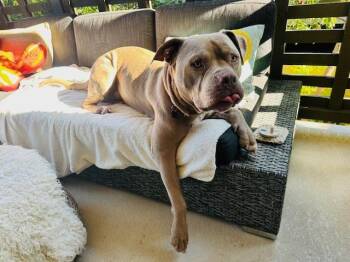 Rescue Pit Bull Terrier Dogs for Adoption in Carlsbad, California - Shama Aka Pua | PetCurious