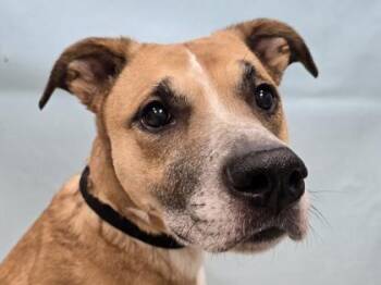 Bella -  German Shepherd Dog and Pit Bull Terrier Dog for Adoption in Minneapolis, Minnesota - Bella | PetCurious