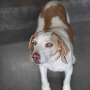 Abigail (MY26-75) -  Beagle Dog for Adoption in Peyton, Colorado - Abigail (MY26-75) | PetCurious