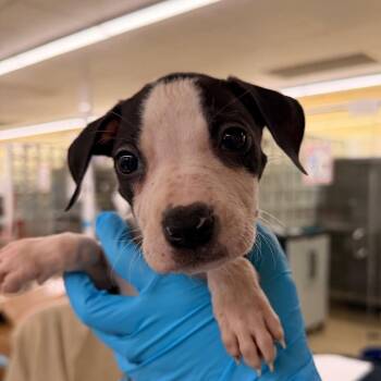 Mixed Breed Dogs Available for Adoption - Moonpie | PetCurious