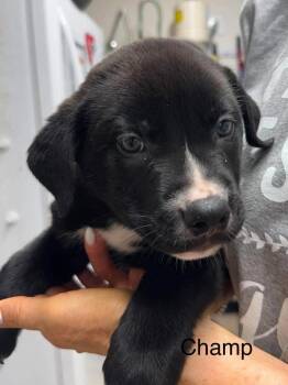 Champ -  American Staffordshire Terrier and Husky Dog for Adoption in St. George, Utah - Champ | PetCurious
