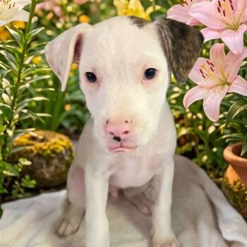 Terrier and Pit Bull Terrier Dogs Available for Adoption in Las Vegas, Nevada - Pinky RR AZ | PetCurious