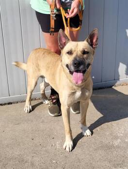 Rescue Dutch Shepherd and Mixed Breed Dogs for Adoption in Louisville, Kentucky - PERRYMAN | PetCurious
