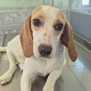 Elysia (JY26-18) -  Beagle Dog for Adoption in Peyton, Colorado - Elysia (JY26-18) | PetCurious