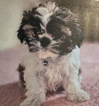 Shih Poo Dogs Available for Adoption - Wade  | PetCurious