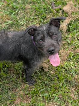 Wirehaired Terrier Dogs Available for Adoption in Baton Rouge, Louisiana - Brooke | PetCurious