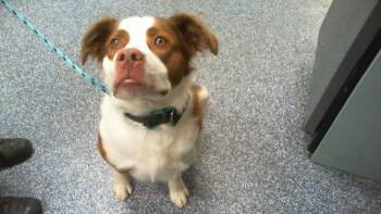 Australian Shepherd and Mixed Breed Dogs Available for Adoption in Charlotte, North Carolina - MOOSE | PetCurious