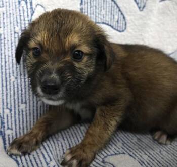 Aria -  Shepherd Dog for Adoption in Thief River Falls, Minnesota - Aria | PetCurious
