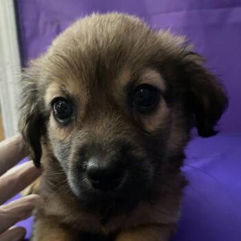Wilda -  Mixed Breed Dog for Adoption in North Myrtle Beach, South Carolina - Wilda | PetCurious