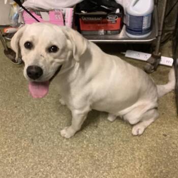 IVHS-Stray-143555 -  Labrador Retriever Dog for Adoption in San Gabriel, California - IVHS-Stray-143555 | PetCurious
