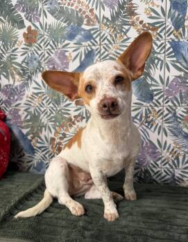 Rosie -  Jack Russell Terrier Dog for Adoption in Davis, California - Rosie | PetCurious