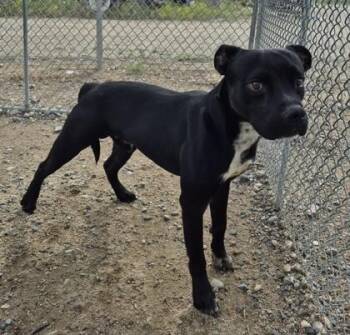Stripe -  Pit Bull Terrier Dog for Adoption in Butte, Montana - Stripe | PetCurious