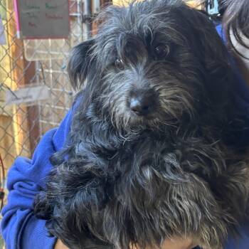 Rescue Terrier Dogs for Adoption in Sonoma, California - Sirius | PetCurious