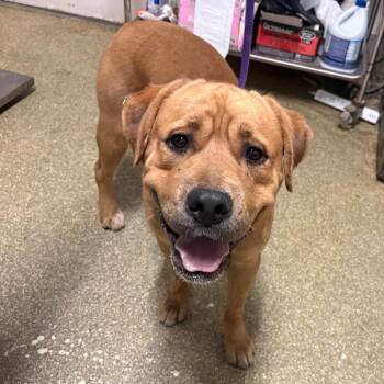 Logan -  Mastiff and Pit Bull Terrier Dog for Adoption in San Gabriel, California - Logan | PetCurious