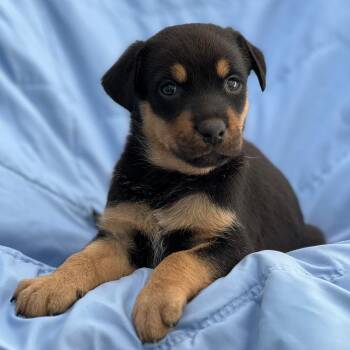 Eureka Pup - Taggart -  Wire Fox Terrier and Shepherd Dog for Adoption in San Diego, California - Eureka Pup - Taggart | PetCurious