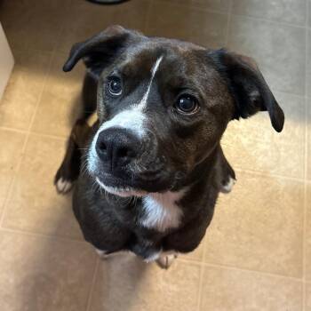 Owen -  American Staffordshire Terrier and Belgian Shepherd Malinois Dog for Adoption in Harrisonburg, Virginia - Owen | PetCurious