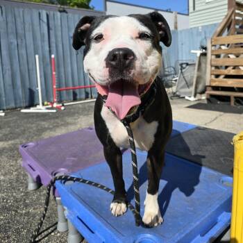 Mixed Breed Dogs Available for Adoption in Chicago, Illinois - Charlene | PetCurious