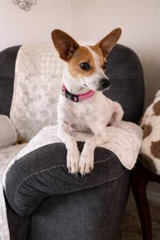 Chihuahua and Jack Russell Terrier Dogs Available for Adoption - PIPER | PetCurious