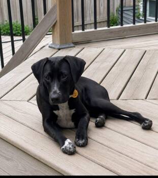 Lady -  Black Labrador Retriever Dog for Adoption - Lady | PetCurious