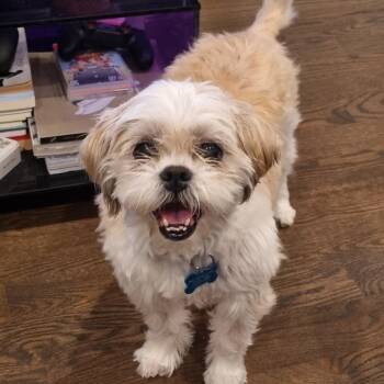 Mixed Breed Dogs Available for Adoption in Chicago, Illinois - Buttercup | PetCurious