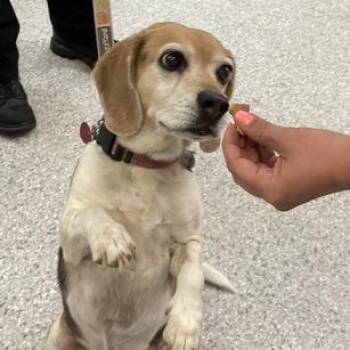 Finley -  Beagle Dog for Adoption in Enfield, New Hampshire - Finley | PetCurious