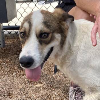 Scrooge -  Shepherd Dog for Adoption in Sand Springs, Oklahoma - Scrooge | PetCurious