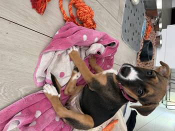 lucy -  Boxer and Shepherd Dog for Adoption in Miami, Florida - Lucy | PetCurious