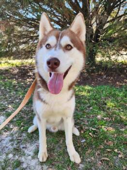 Rescue Husky Dogs for Adoption in Troy, Alabama - Blitz | PetCurious