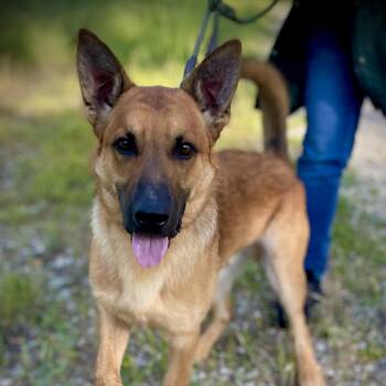 Belgian Shepherd Malinois Dogs Available for Adoption in San Andreas, California - Theo | PetCurious