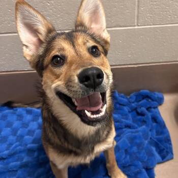 Brooke -  German Shepherd Dog and Husky Dog for Adoption in Reno, Nevada - Brooke | PetCurious
