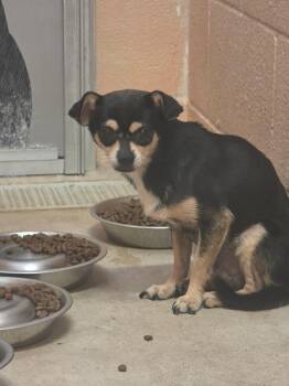 SotoAdult6 -  Chihuahua Dog for Adoption in New Braunfels, Texas - SotoAdult6 | PetCurious