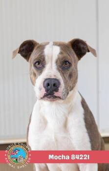 Mocha -  American Bulldog Dog for Adoption in Mobile, Alabama - Mocha | PetCurious